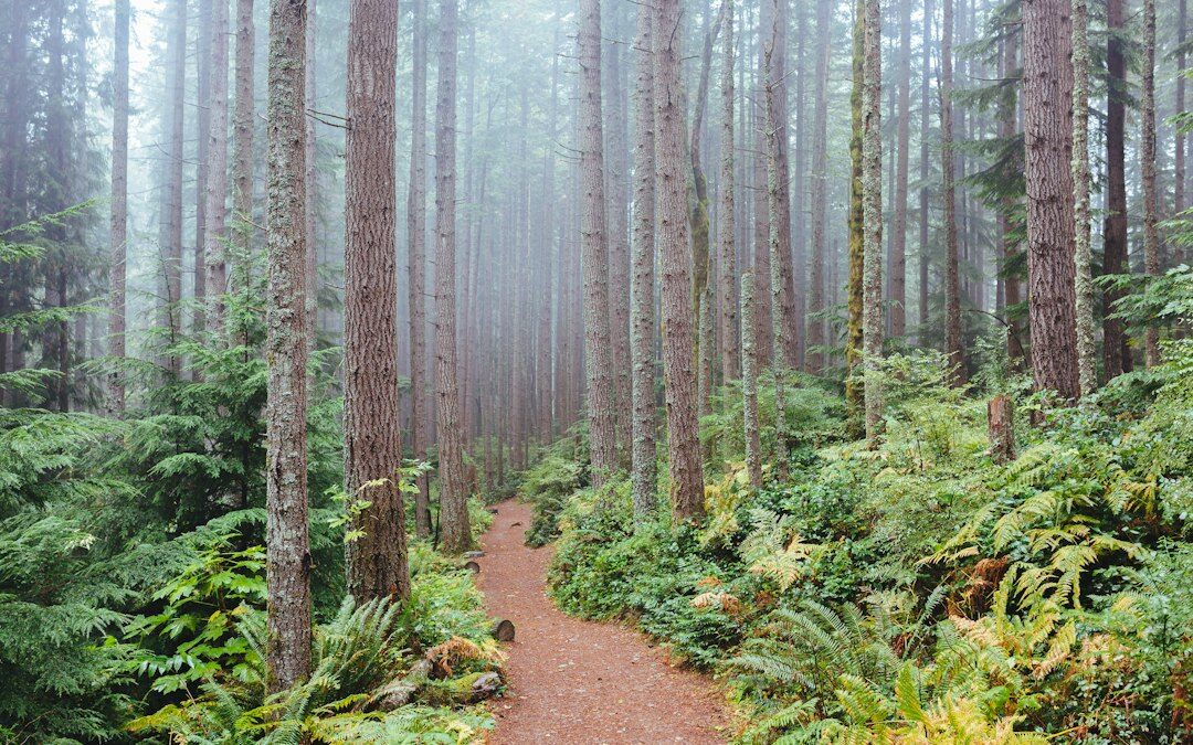 foggy forest path