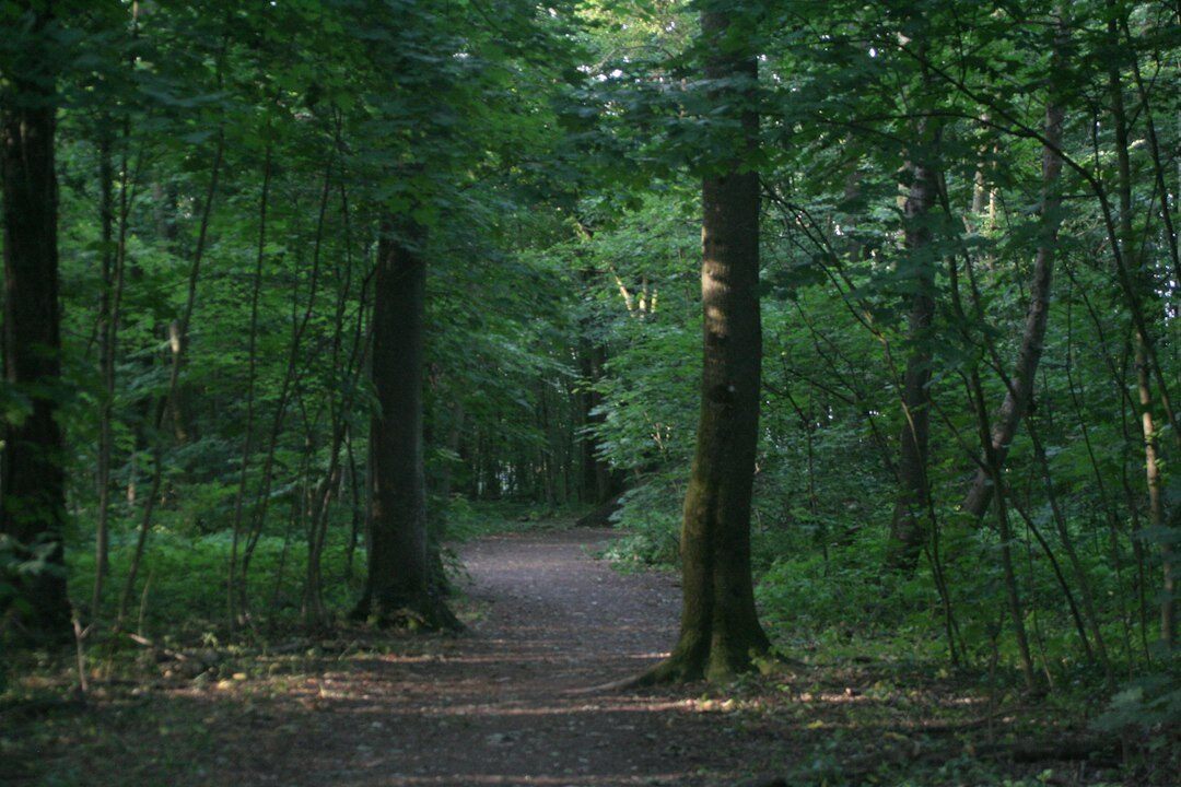 dark forest path